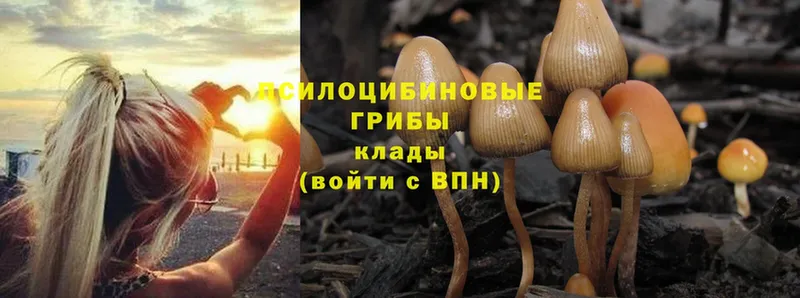 Псилоцибиновые грибы Psilocybine cubensis  Руза 